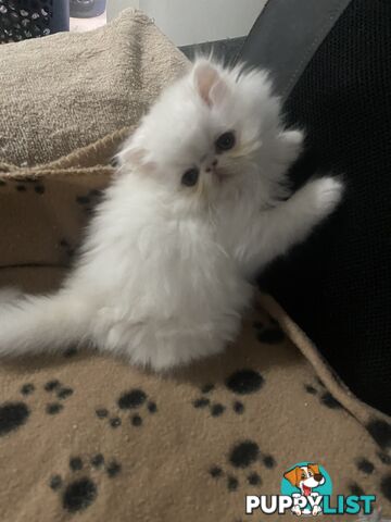 Pure bred White, Persian Female  Kitten