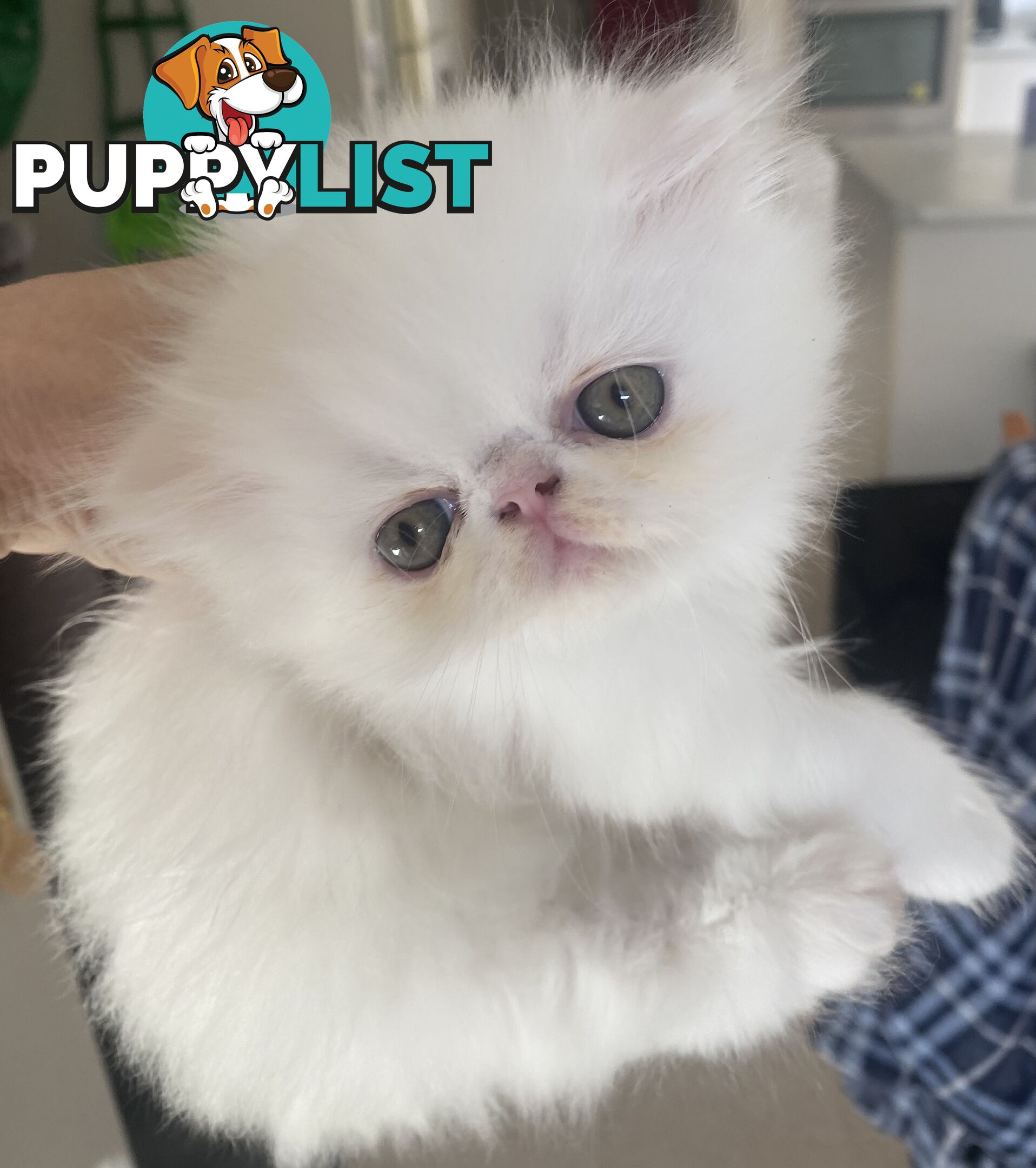 Pure bred White, Persian Female  Kitten