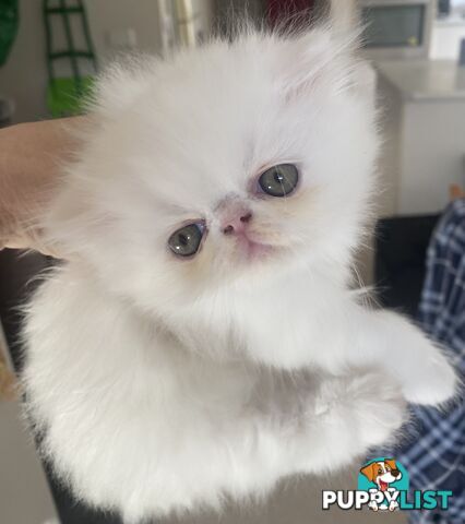 Pure bred White, Persian Female  Kitten
