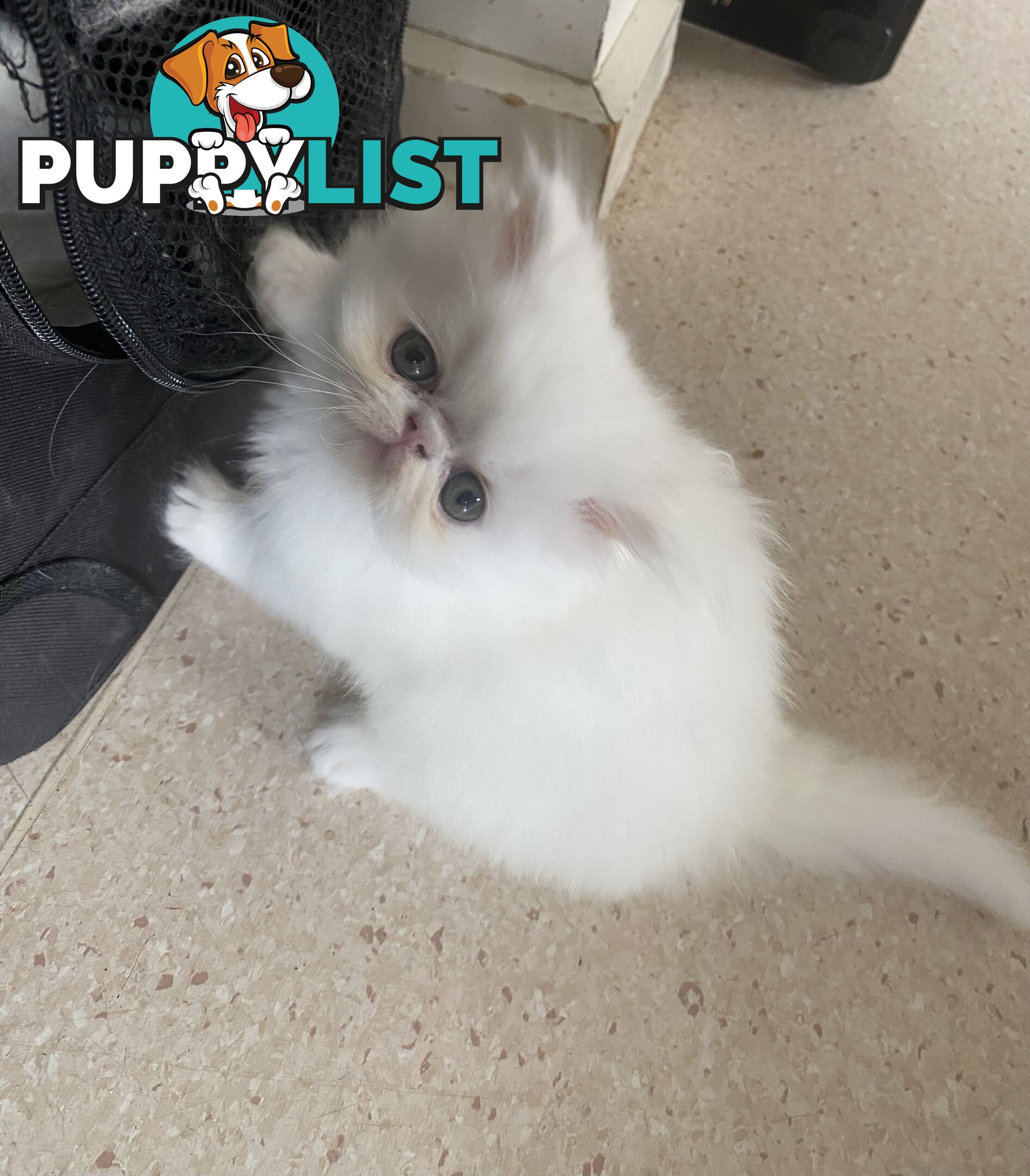 Pure bred White, Persian Female  Kitten