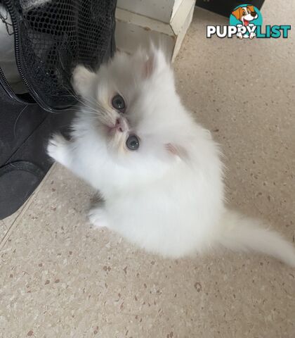Pure bred White, Persian Female  Kitten