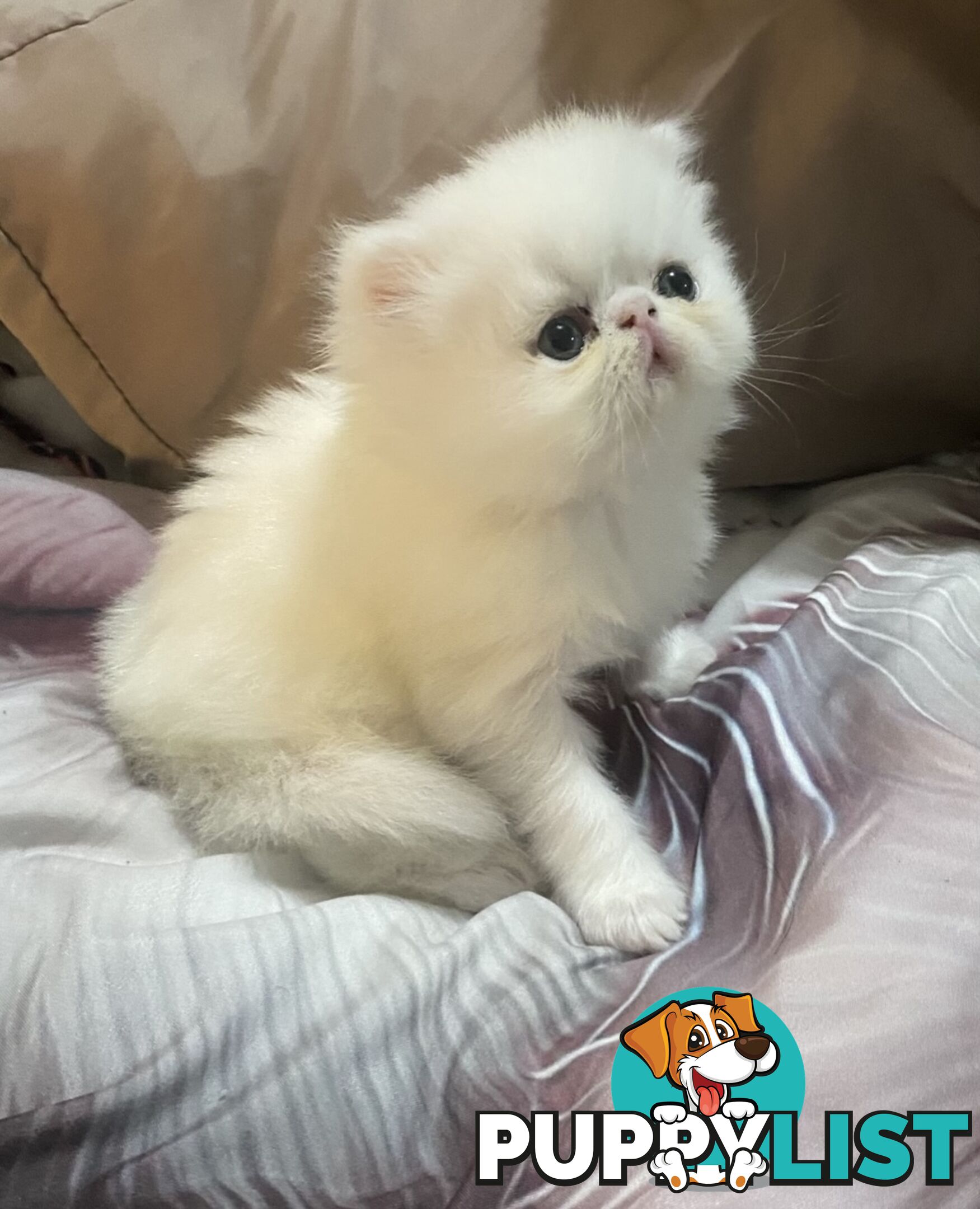 Pure bred White, Persian Female  Kitten