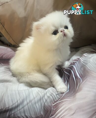 Pure bred White, Persian Female  Kitten