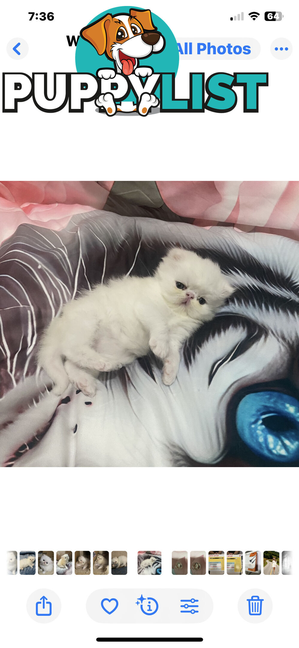 Pure bred White, Persian Female  Kitten