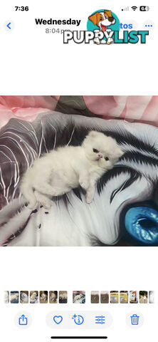 Pure bred White, Persian Female  Kitten