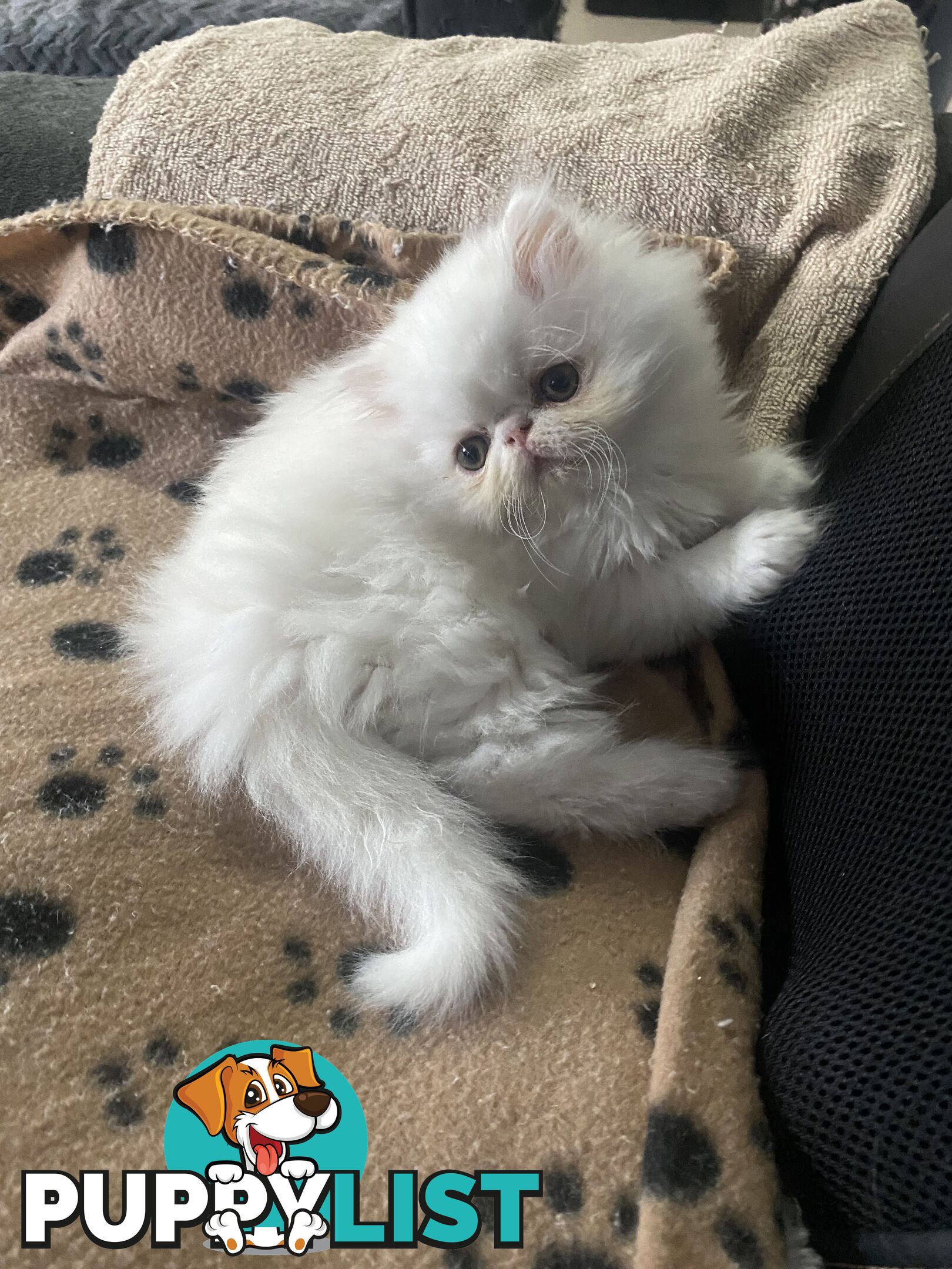 Pure bred White, Persian Female  Kitten