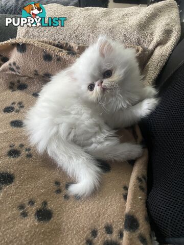 Pure bred White, Persian Female  Kitten