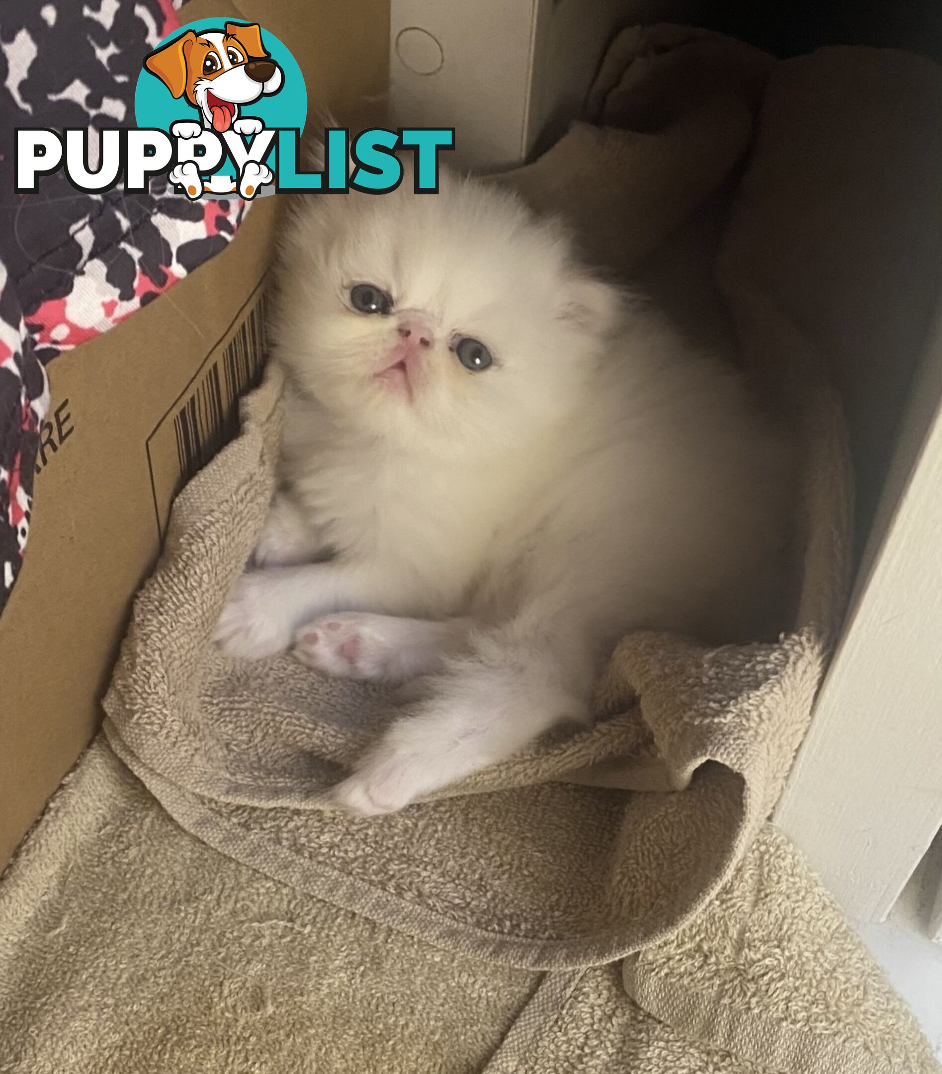 Pure bred White, Persian Female  Kitten