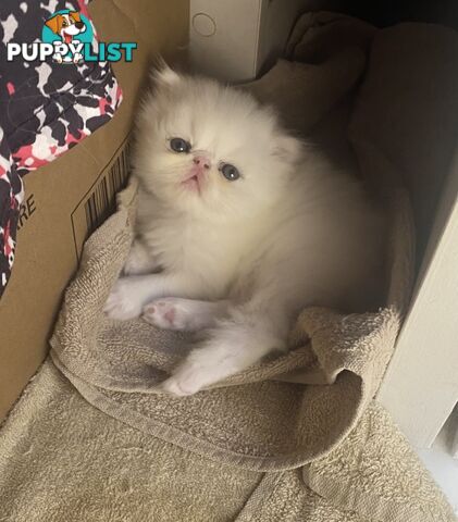 Pure bred White, Persian Female  Kitten