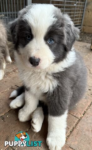 4 PUREBRED BORDER COLLIE PUPPIES