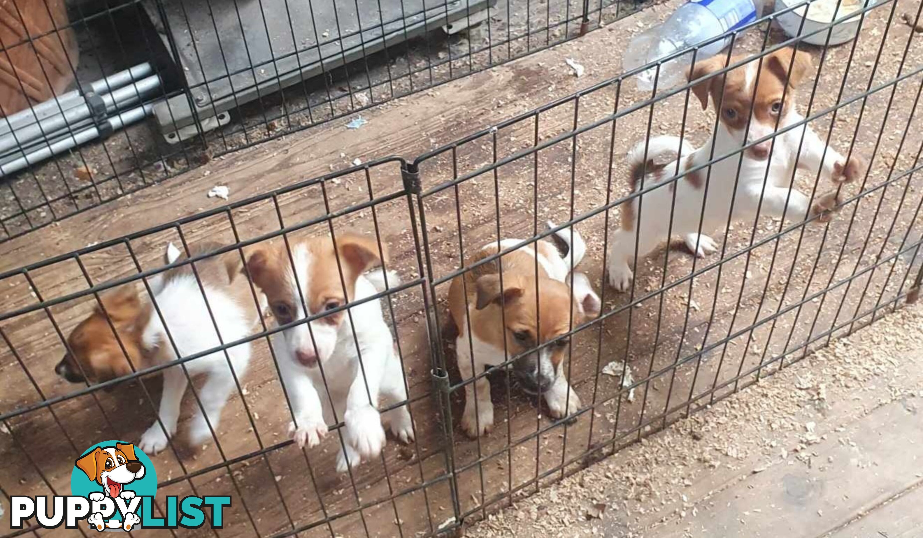 Jack Russell Pups