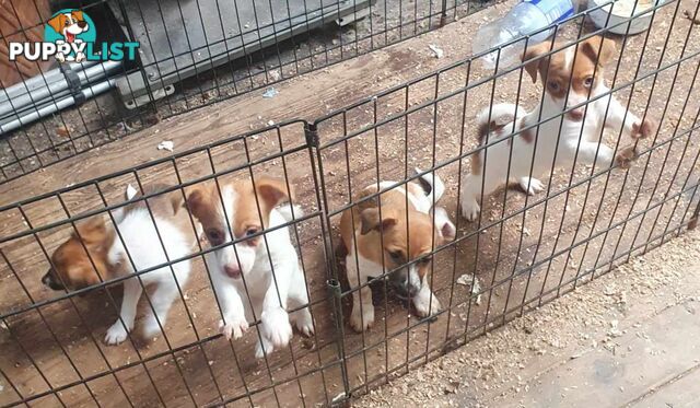 Jack Russell Pups