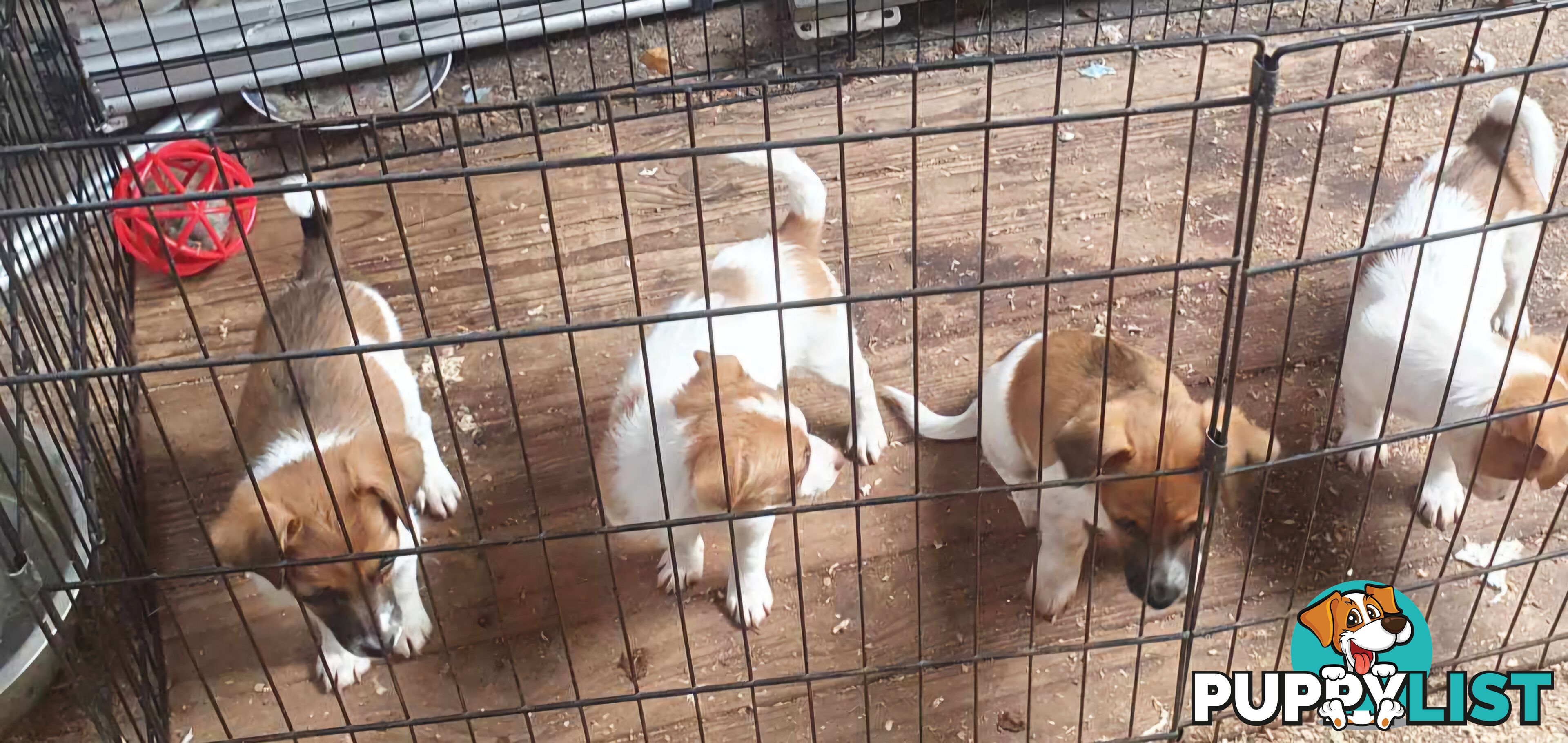 Jack Russell Pups