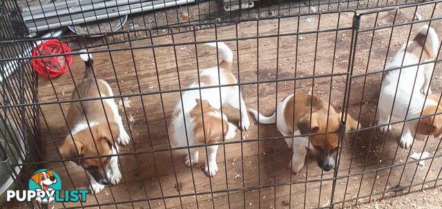 Jack Russell Pups