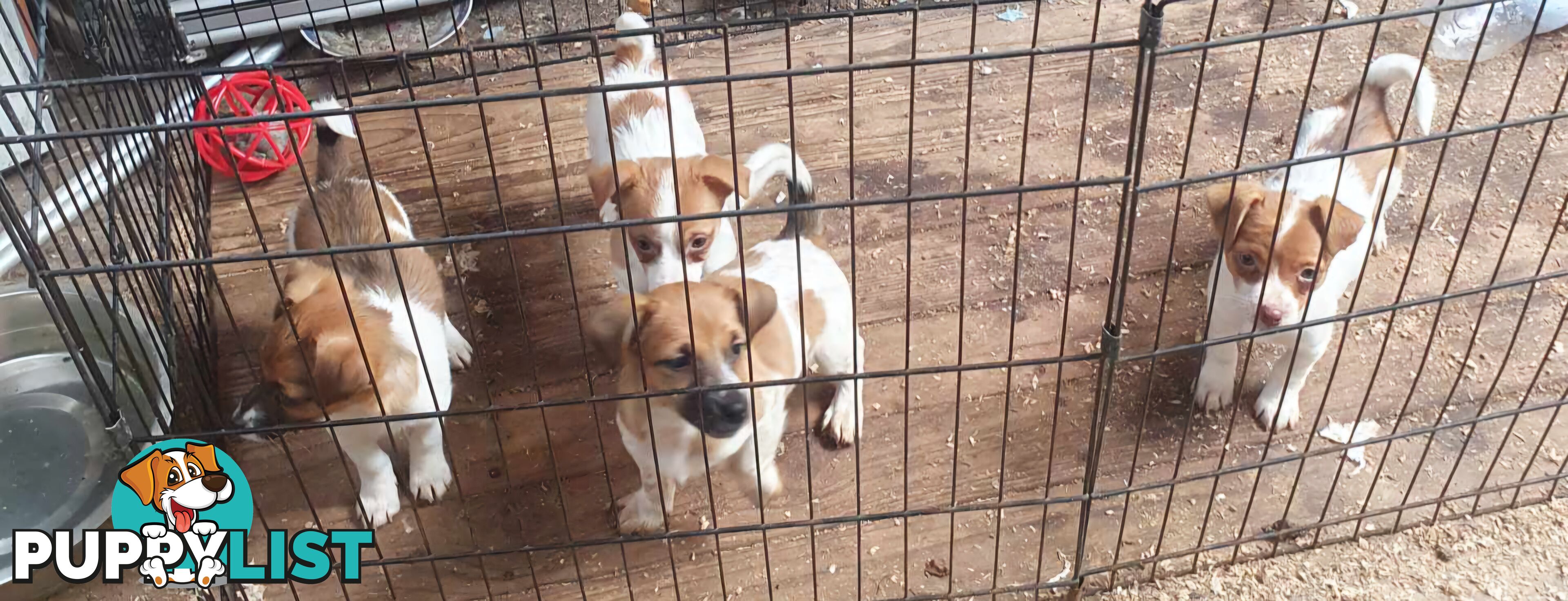 Jack Russell Pups