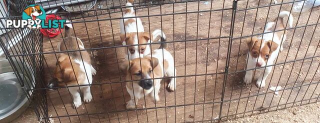 Jack Russell Pups