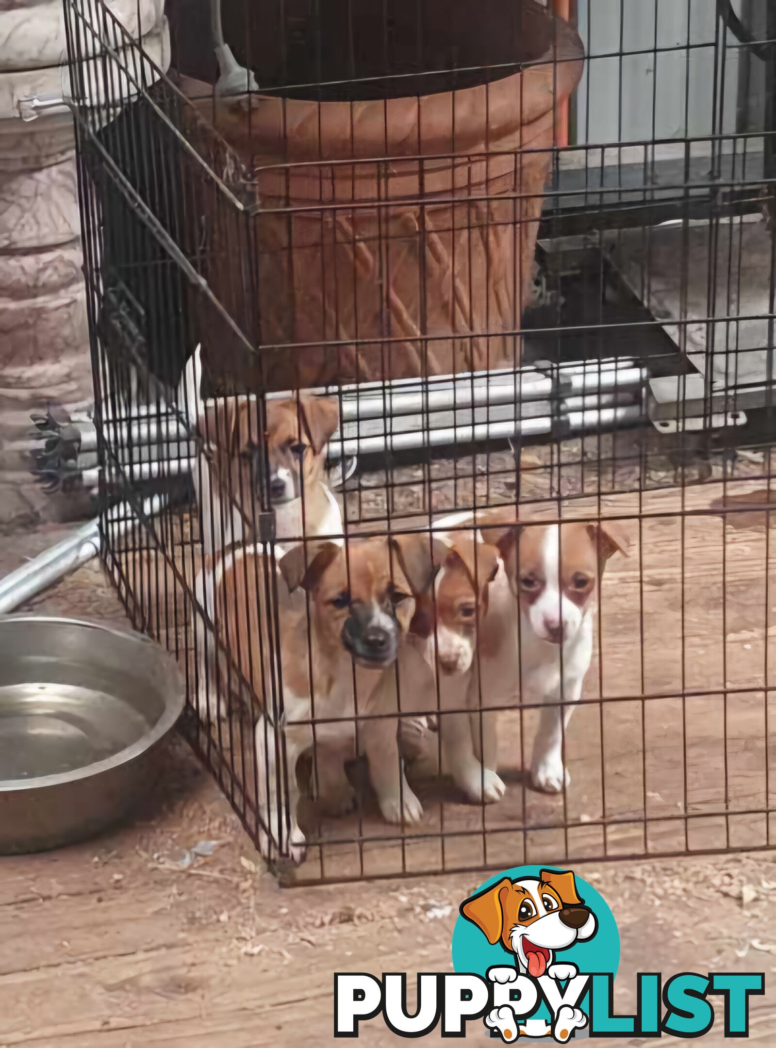 Jack Russell Pups