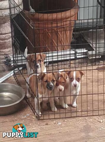 Jack Russell Pups