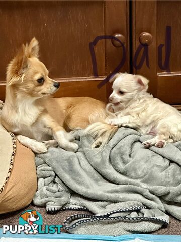 Chihuahua puppies ( Long coat )