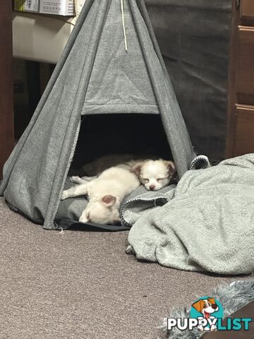 Chihuahua puppies ( Long coat )