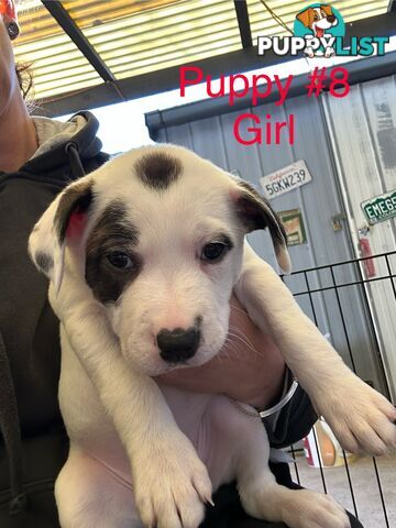 Adorable Blue Heeler x Staffy Puppies – 7 weeks old & Ready for their New Homes