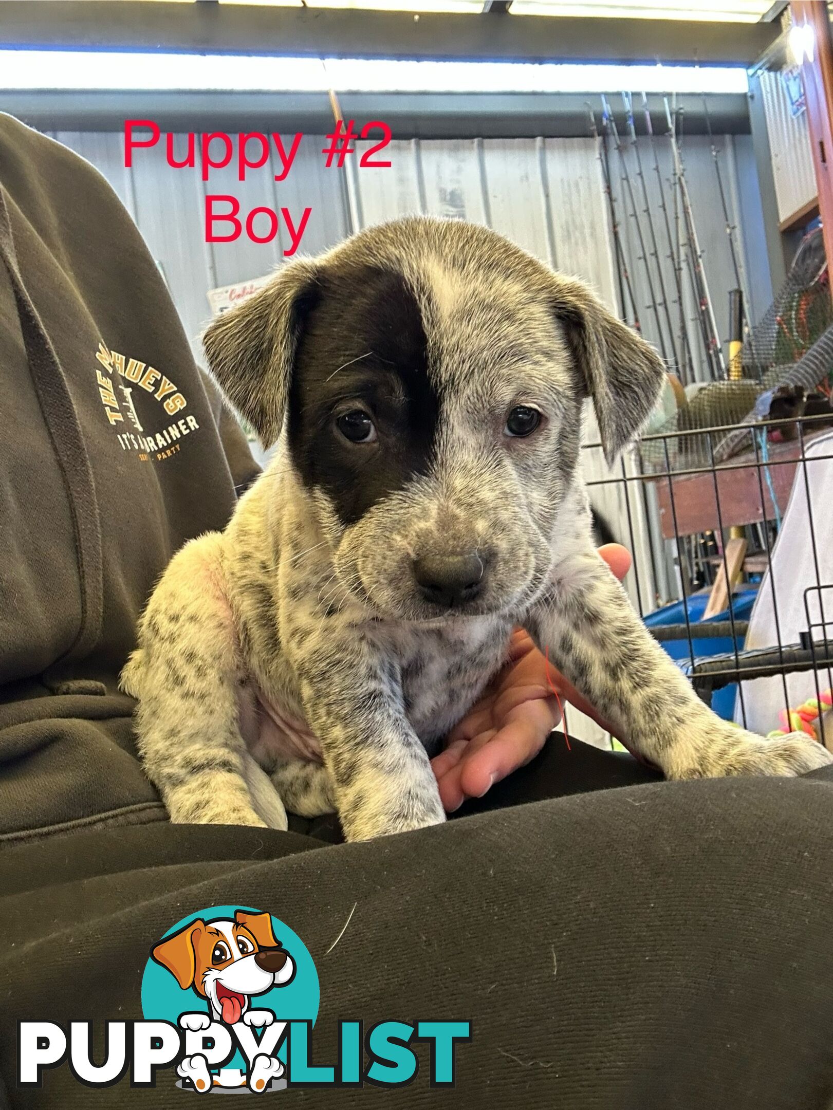 Adorable Blue Heeler x Staffy Puppies – 7 weeks old & Ready for their New Homes