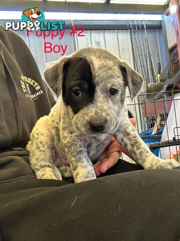 Adorable Blue Heeler x Staffy Puppies – 7 weeks old &amp; Ready for their New Homes