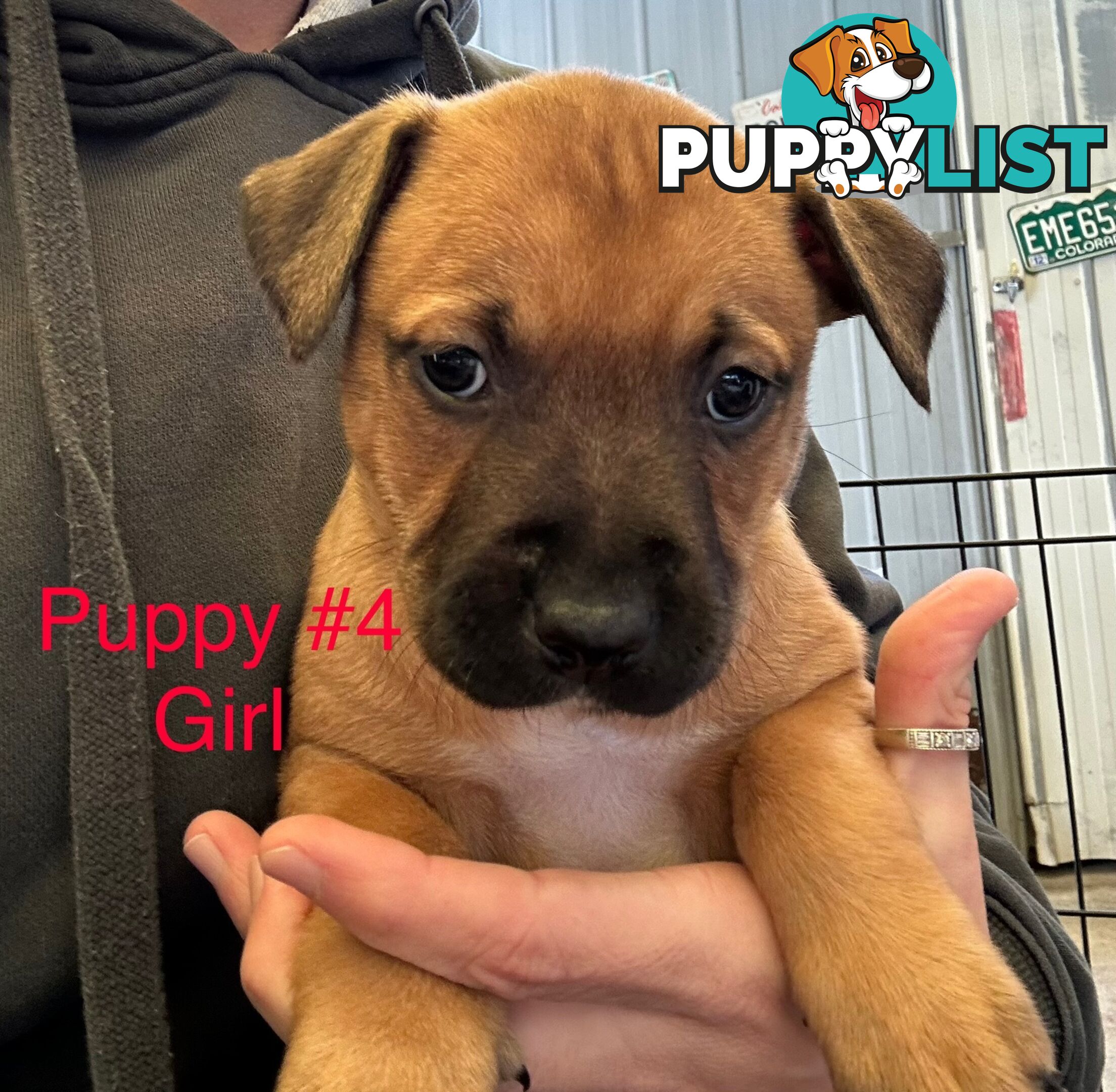 Adorable Blue Heeler x Staffy Puppies – 7 weeks old & Ready for their New Homes