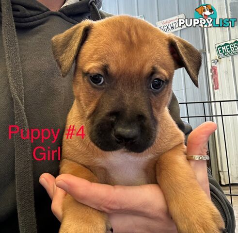 Adorable Blue Heeler x Staffy Puppies – 7 weeks old & Ready for their New Homes