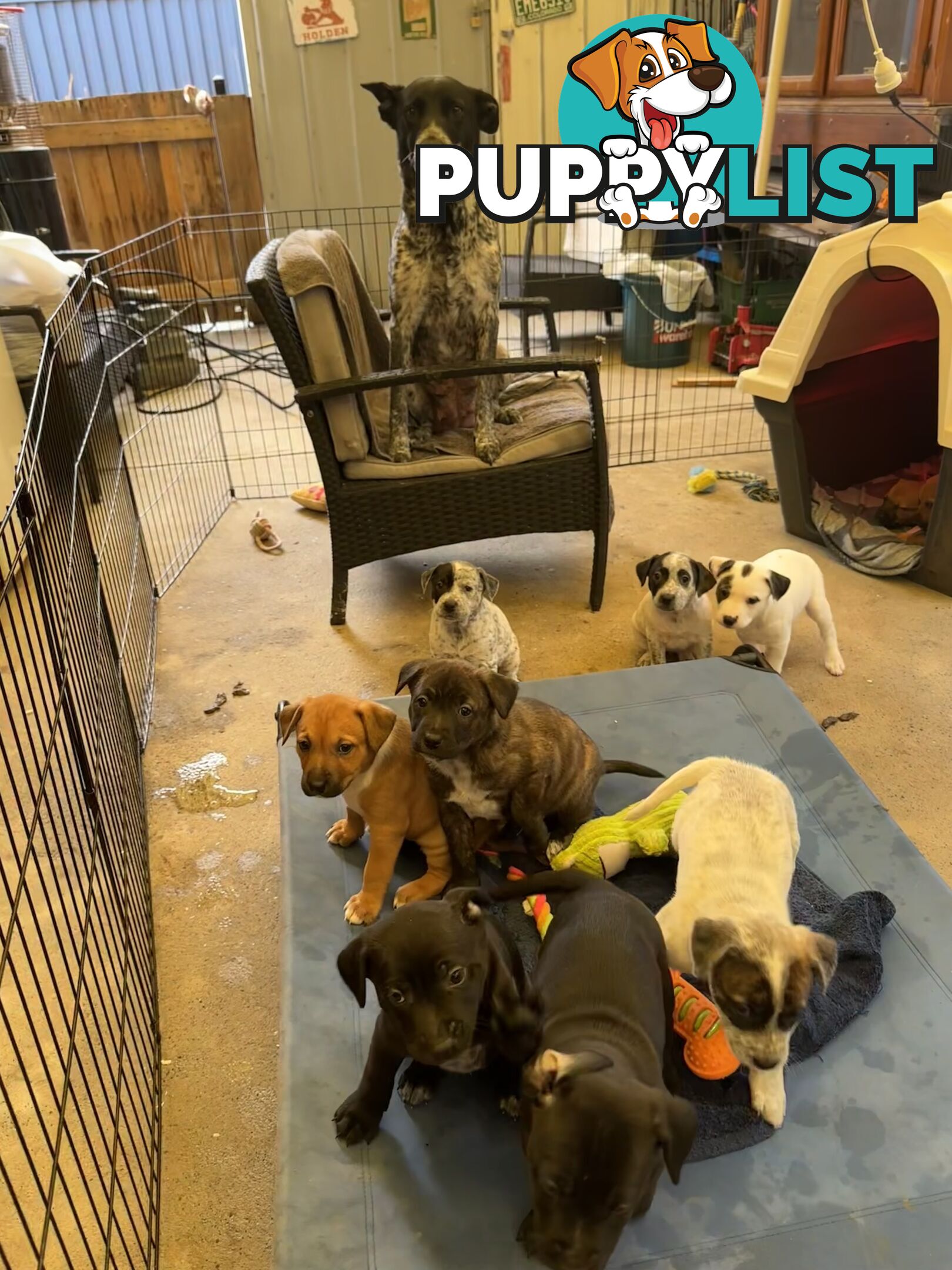 Adorable Blue Heeler x Staffy Puppies – 7 weeks old & Ready for their New Homes