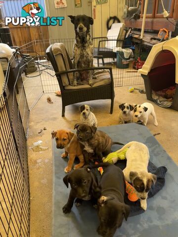 Adorable Blue Heeler x Staffy Puppies – 7 weeks old &amp; Ready for their New Homes