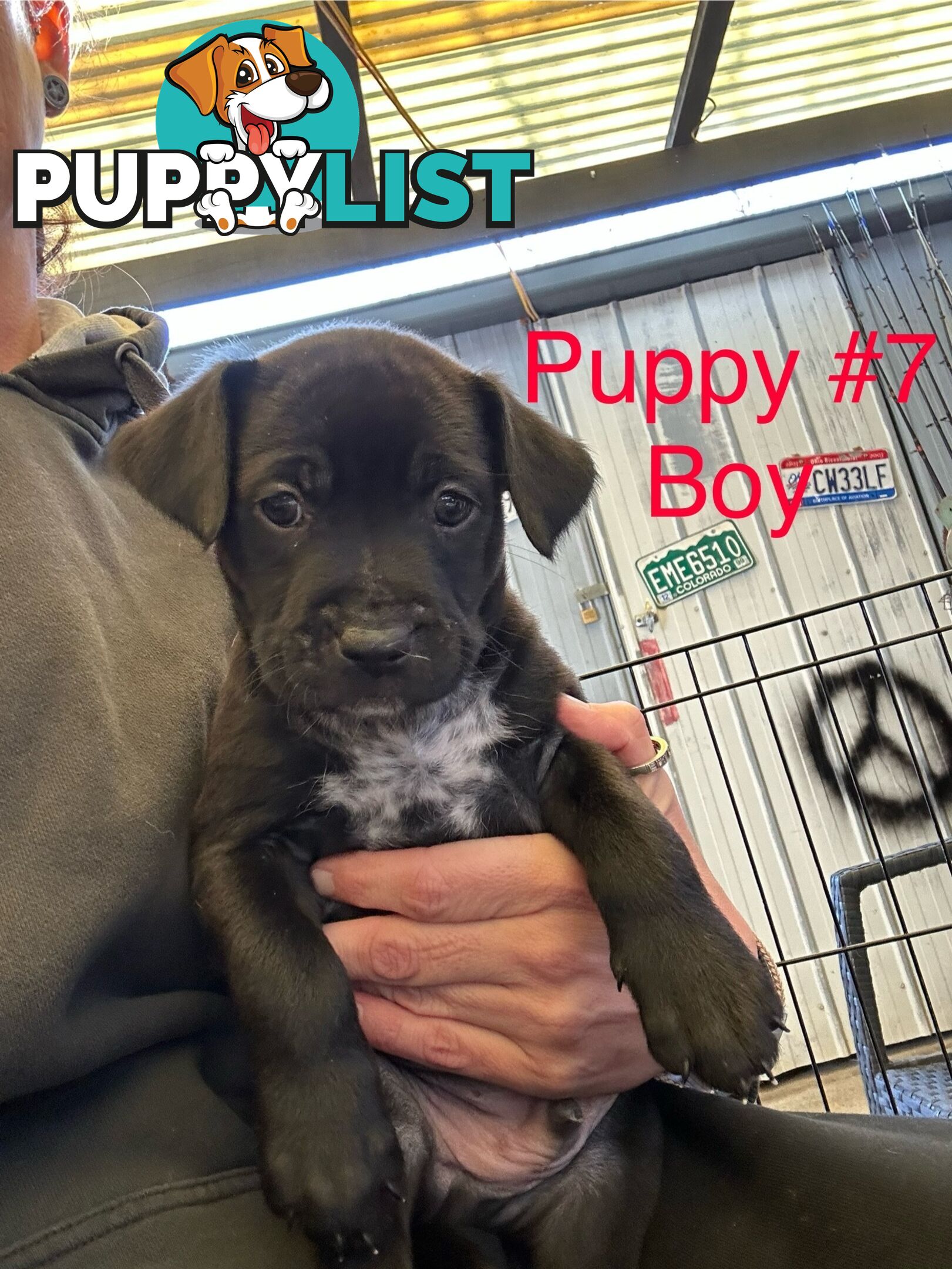 Adorable Blue Heeler x Staffy Puppies – 7 weeks old & Ready for their New Homes