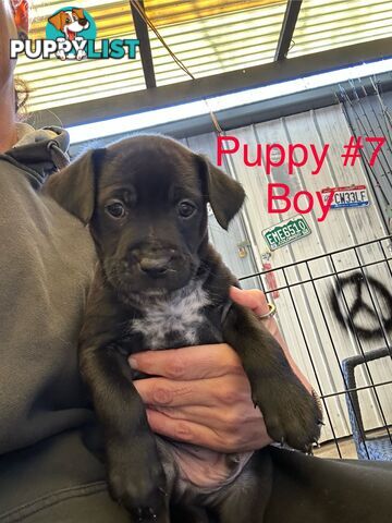 Adorable Blue Heeler x Staffy Puppies – 7 weeks old & Ready for their New Homes