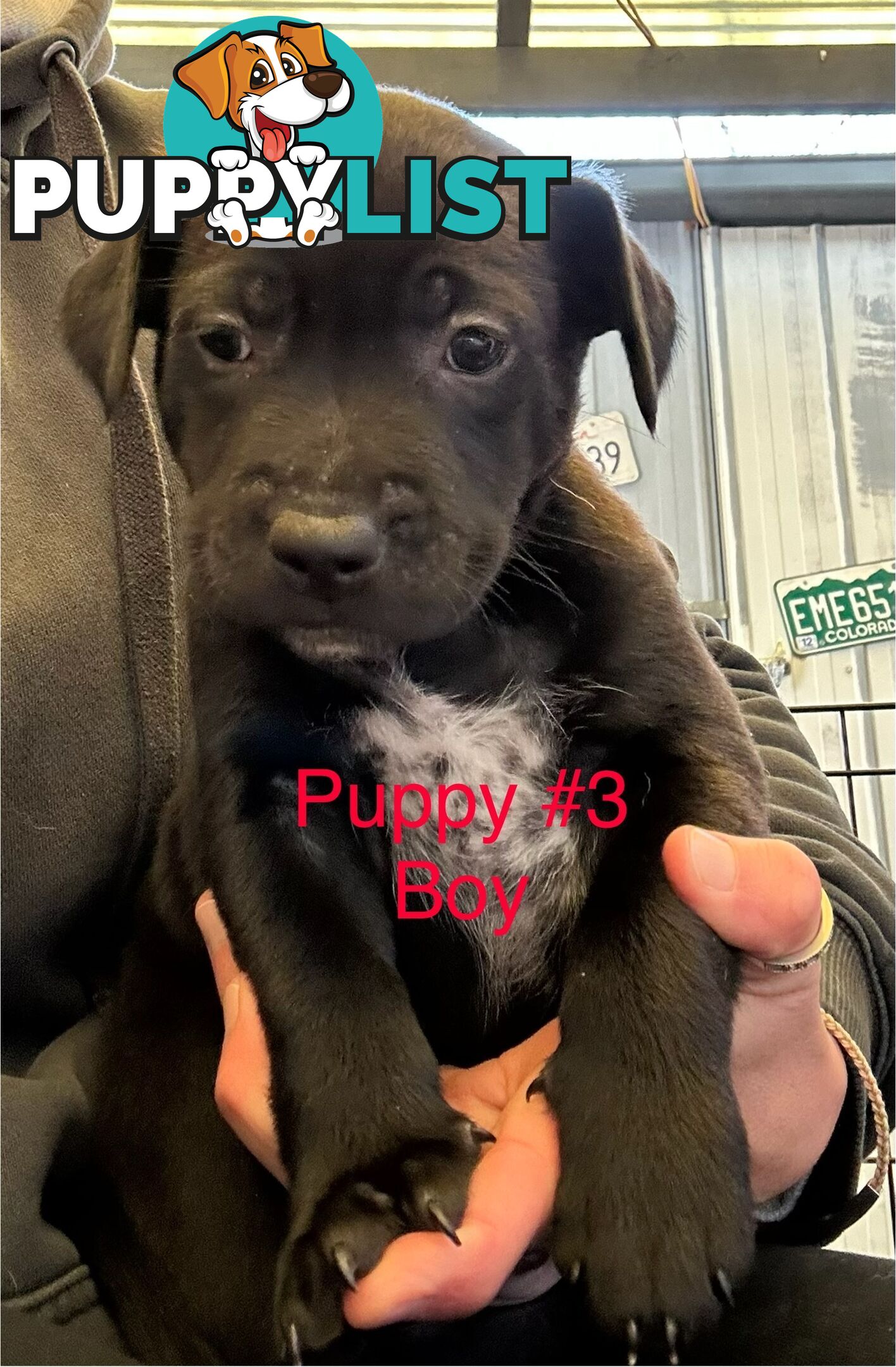 Adorable Blue Heeler x Staffy Puppies – 7 weeks old & Ready for their New Homes