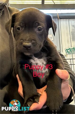Adorable Blue Heeler x Staffy Puppies – 7 weeks old & Ready for their New Homes
