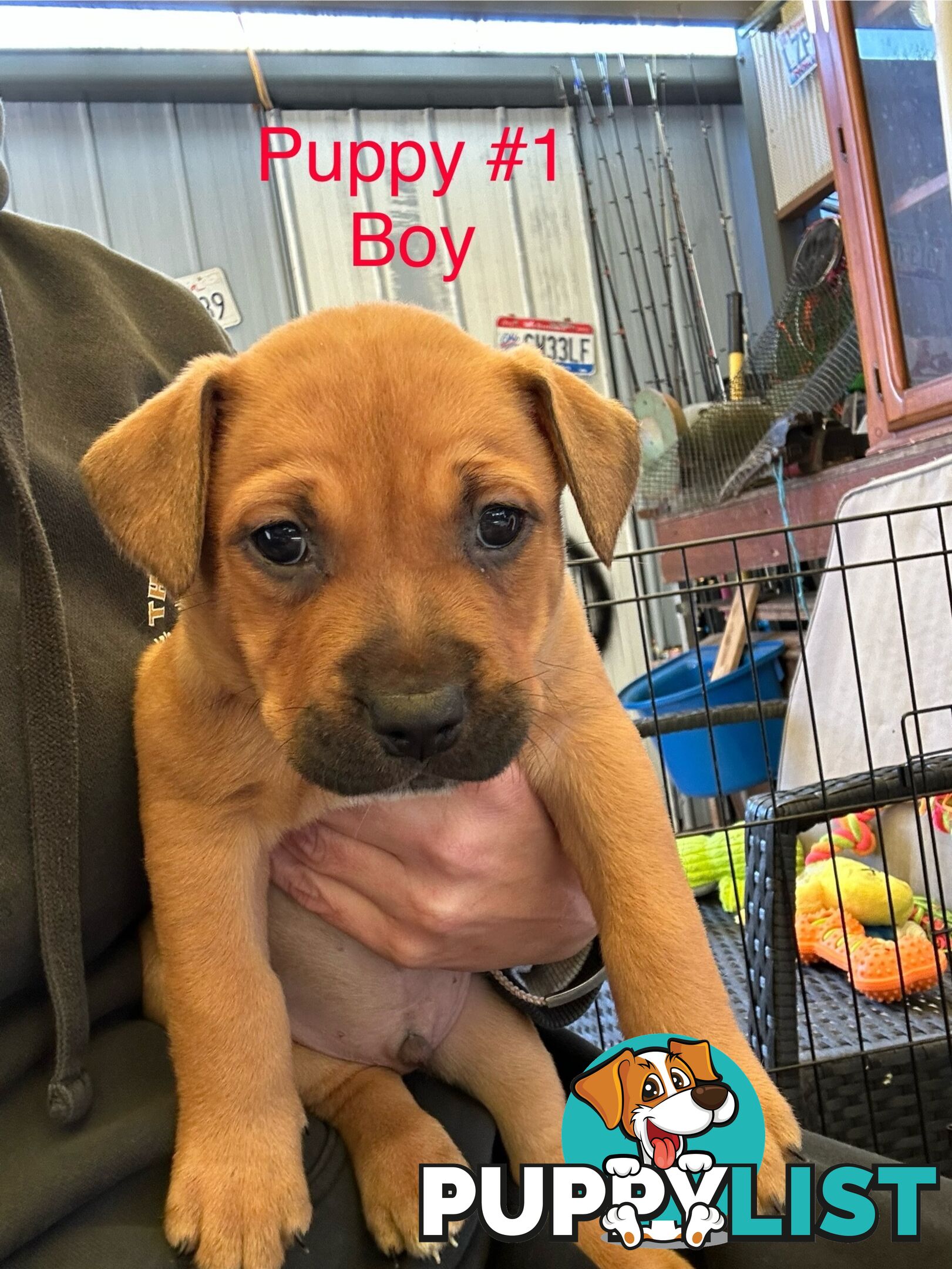 Adorable Blue Heeler x Staffy Puppies – 7 weeks old & Ready for their New Homes