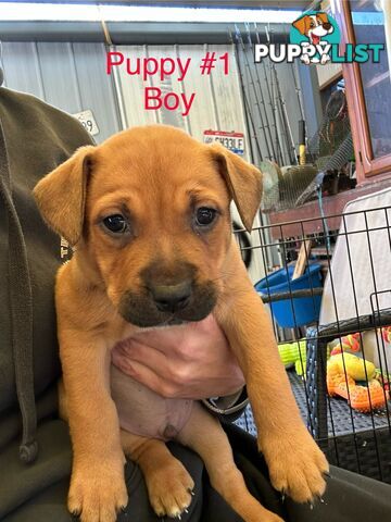 Adorable Blue Heeler x Staffy Puppies – 7 weeks old & Ready for their New Homes