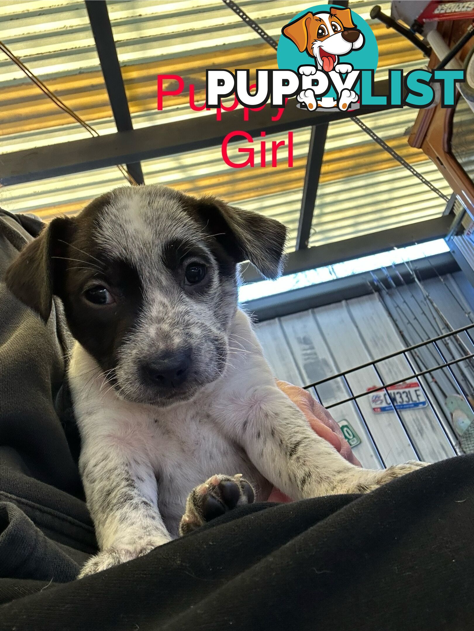 Adorable Blue Heeler x Staffy Puppies – 7 weeks old & Ready for their New Homes