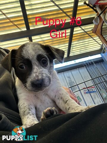 Adorable Blue Heeler x Staffy Puppies – 7 weeks old & Ready for their New Homes
