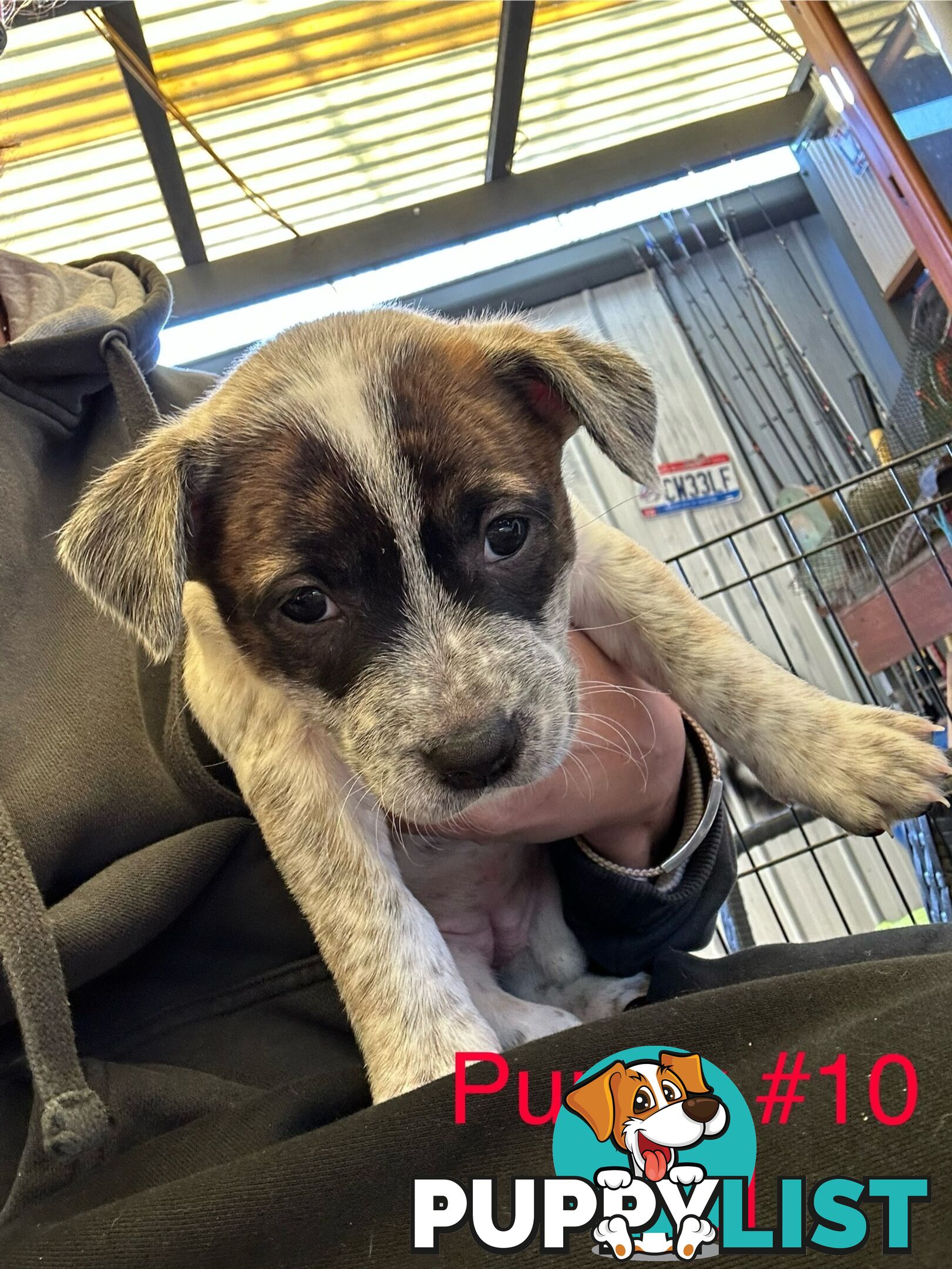 Adorable Blue Heeler x Staffy Puppies – 7 weeks old & Ready for their New Homes