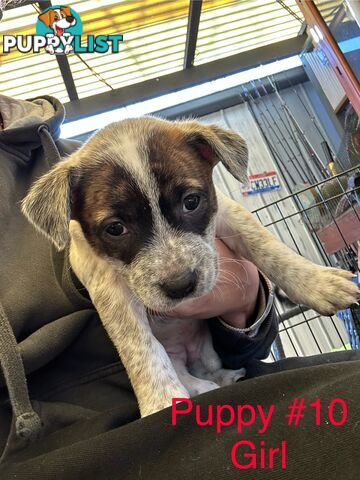 Adorable Blue Heeler x Staffy Puppies – 7 weeks old & Ready for their New Homes