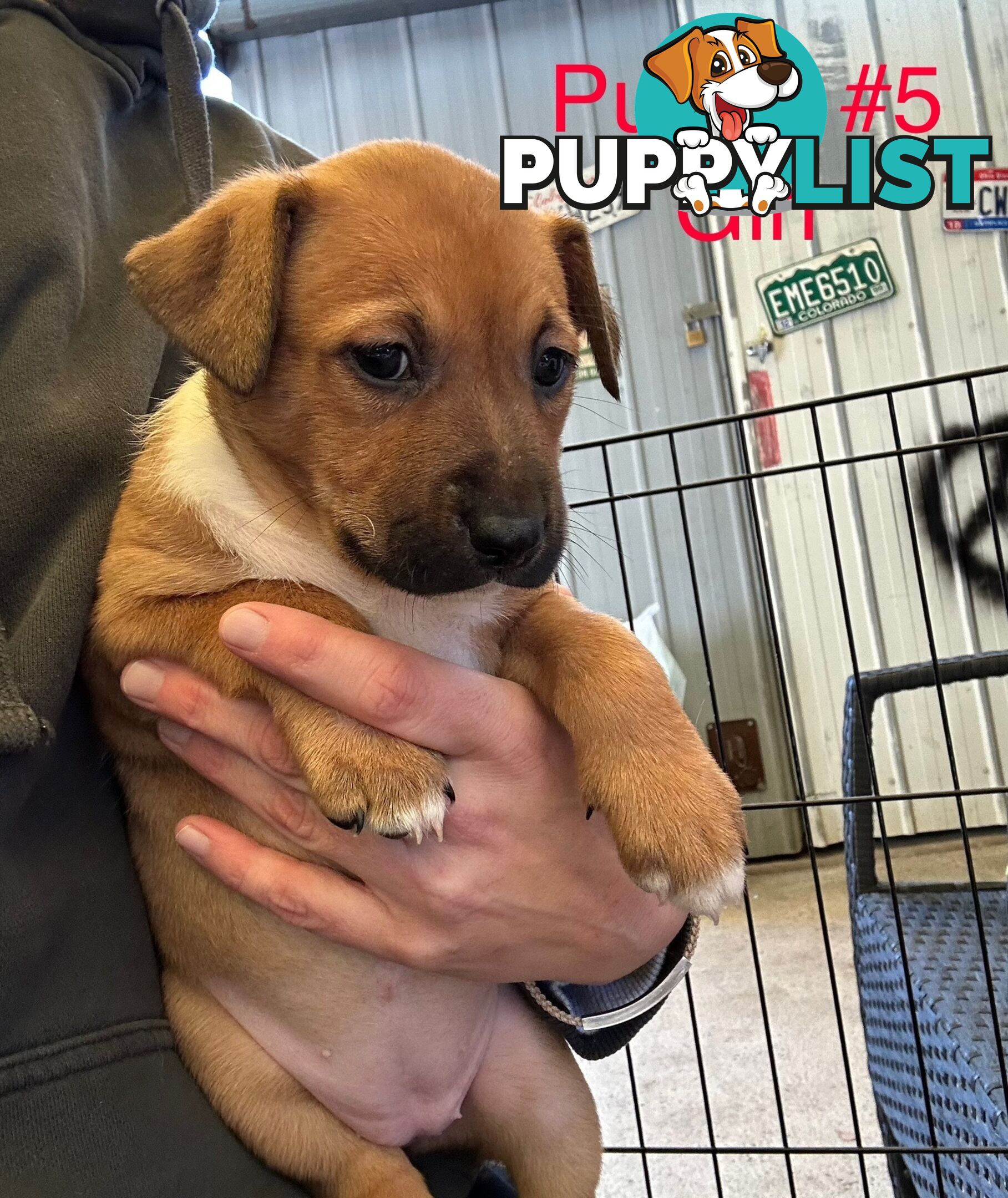 Adorable Blue Heeler x Staffy Puppies – 7 weeks old & Ready for their New Homes