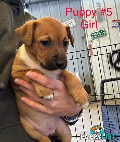 Adorable Blue Heeler x Staffy Puppies – 7 weeks old & Ready for their New Homes