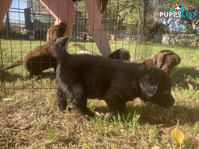 Labrador Retreiver puppies