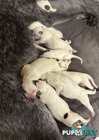 Australian Stumpy Tail Cattle Dogs puppies