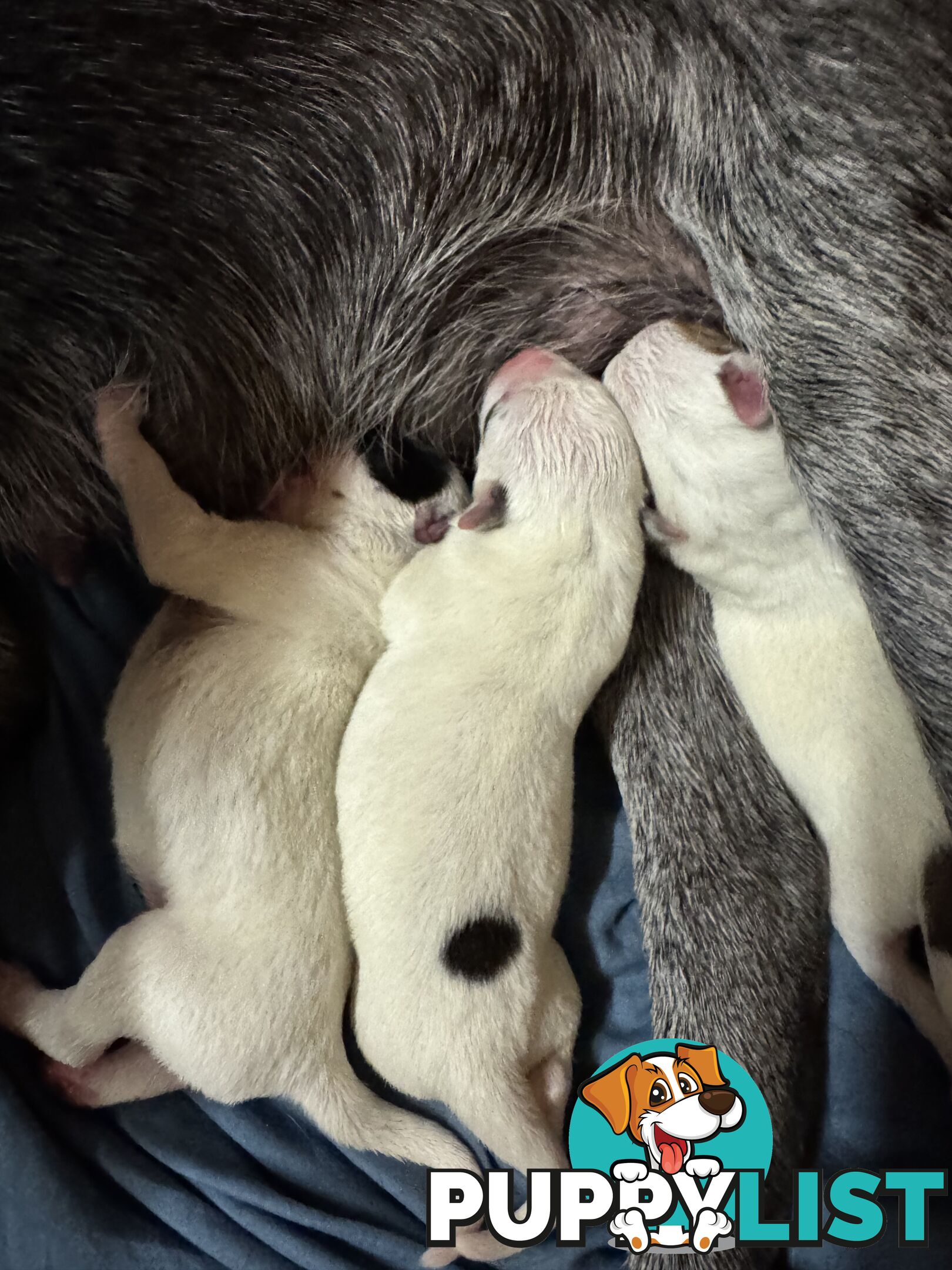 Australian Stumpy Tail Cattle Dogs puppies