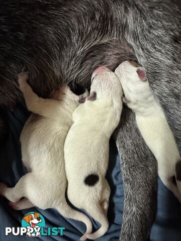 Australian Stumpy Tail Cattle Dogs puppies