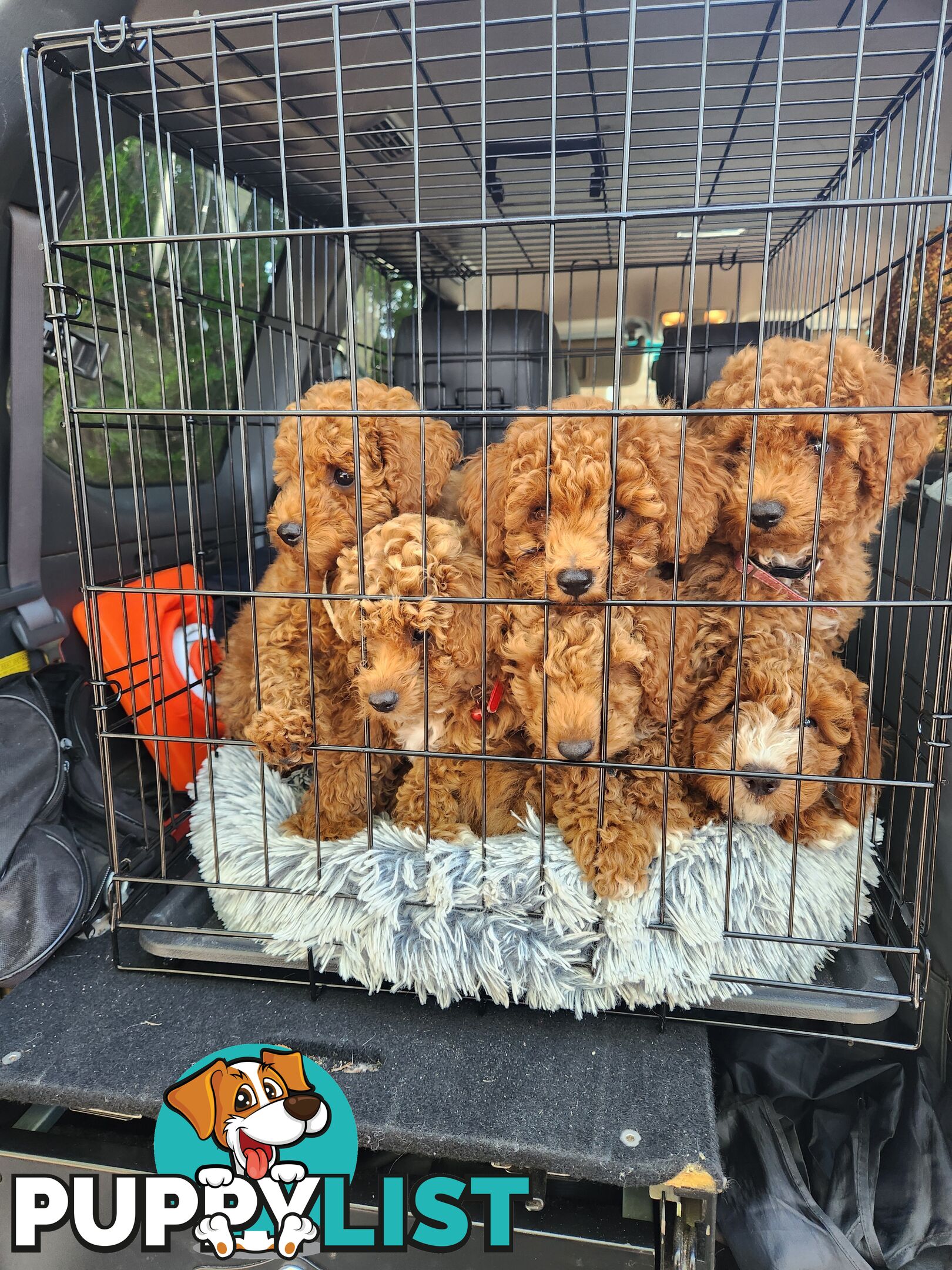 Ruby Red Toy Poodles..  Pedigree Lineage (Father)