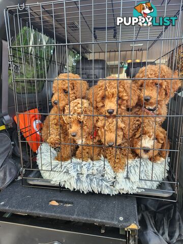 Ruby Red Toy Poodles..  Pedigree Lineage (Father)