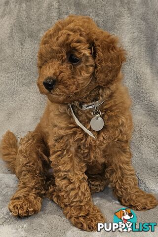 Adorable Pruebred Ruby Red Small Poodles..  Pedigree Lineage (Father)